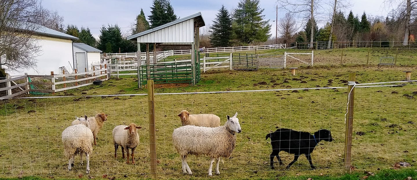 Large green field with white sheep roaming behing a fenced area